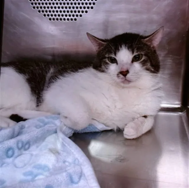 An adult medium-sized male Domestic Short Hair cat named Kilo for adoption in Albuquerque, NM
