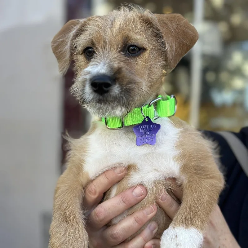 A baby medium-sized female Yellow / Tan / Blond / Fawn Mixed Breed dog named Trusty for adoption in San Francisco, CA