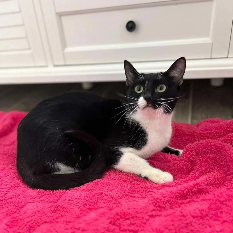A young medium-sized female Black & White / Tuxedo Domestic Short Hair cat named Avery for adoption in Raleigh, NC
