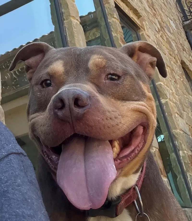 A young medium-sized male Pit Bull Terrier dog named Phoenix for adoption in Lavon, TX
