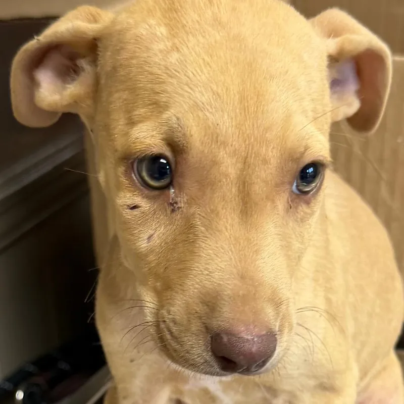 A baby small-sized female Yellow / Tan / Blond / Fawn Terrier dog named TUSCStray for adoption in Tuscaloosa, AL