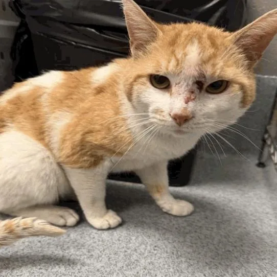 A senior medium-sized male Orange / Red Domestic Short Hair cat named Bill for adoption in Indianapolis, IN