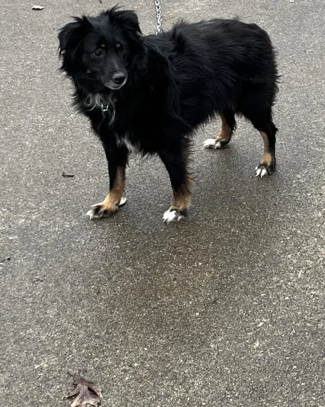 An adult small-sized female Tricolor (Brown, Black, & White) Mixed Breed dog named Angel for adoption in Peru, IN