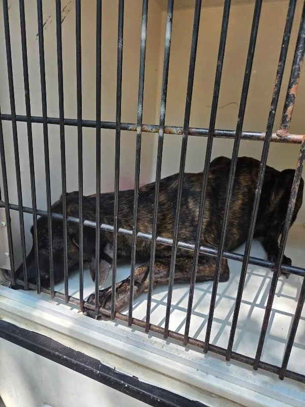 An adult medium-sized female Brindle Mixed Breed dog named Reagan for adoption in Mobile, AL