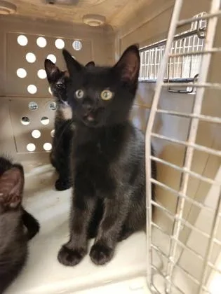 A baby small-sized female Domestic Short Hair cat named Glenda for adoption in Independence, MO