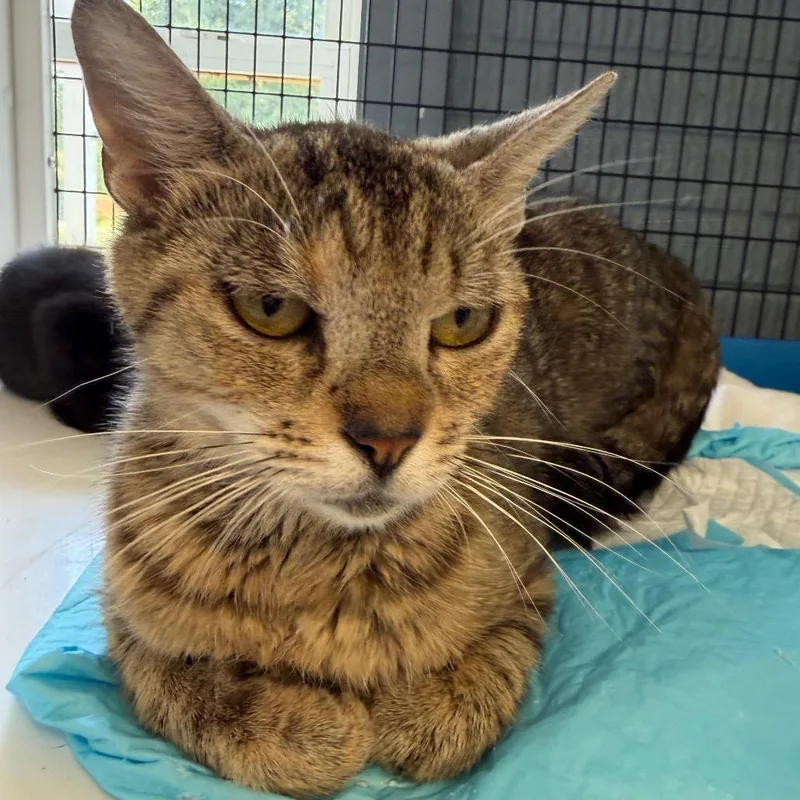 A young medium-sized female Brown / Chocolate Domestic Short Hair cat named Dolly for adoption in Ruckersville, VA