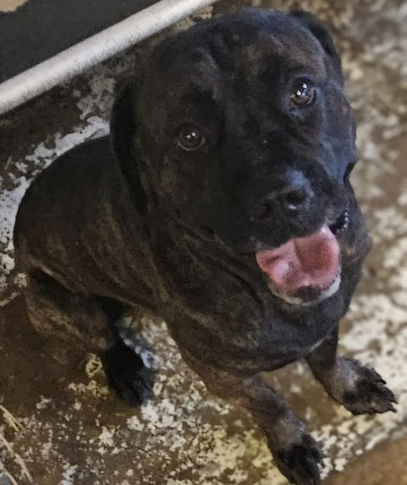 An adult large-sized male Brindle Cane Corso dog named Sheldon OWNER REDEEMED for adoption in Canton, OH