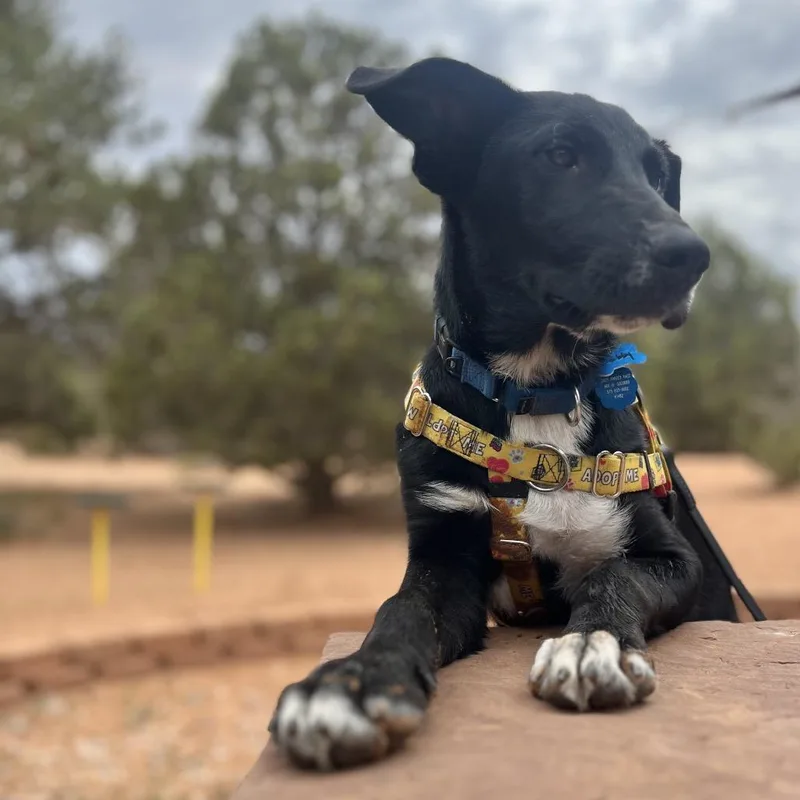An adult medium-sized male Black Labrador Retriever dog named Dobby for adoption in Branford, CT