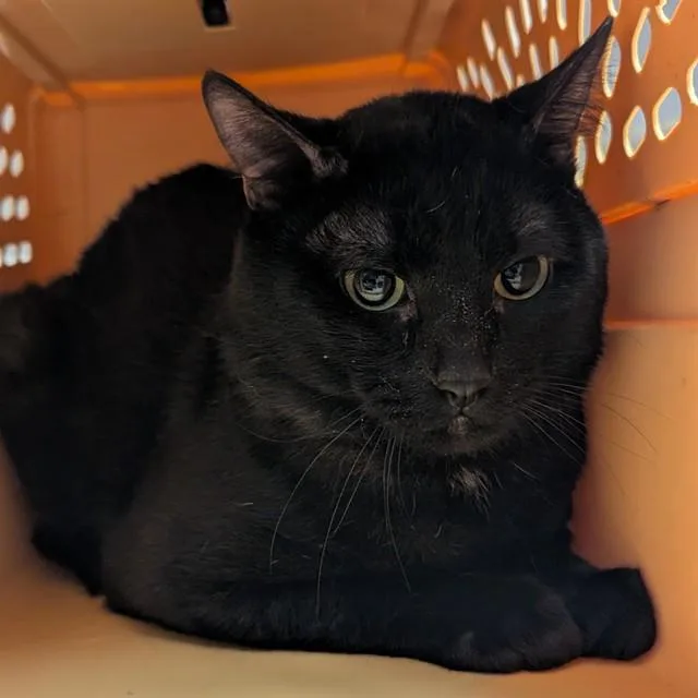 An adult medium-sized male Domestic Short Hair cat named Brock for adoption in Olivette, MO