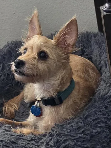 A senior small-sized female Golden Chihuahua dog named Keke for adoption in Liverpool, TX