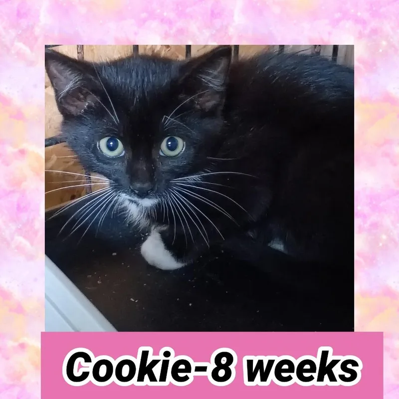 A baby small-sized female Domestic Short Hair cat named Cookie for adoption in LIberty, NY