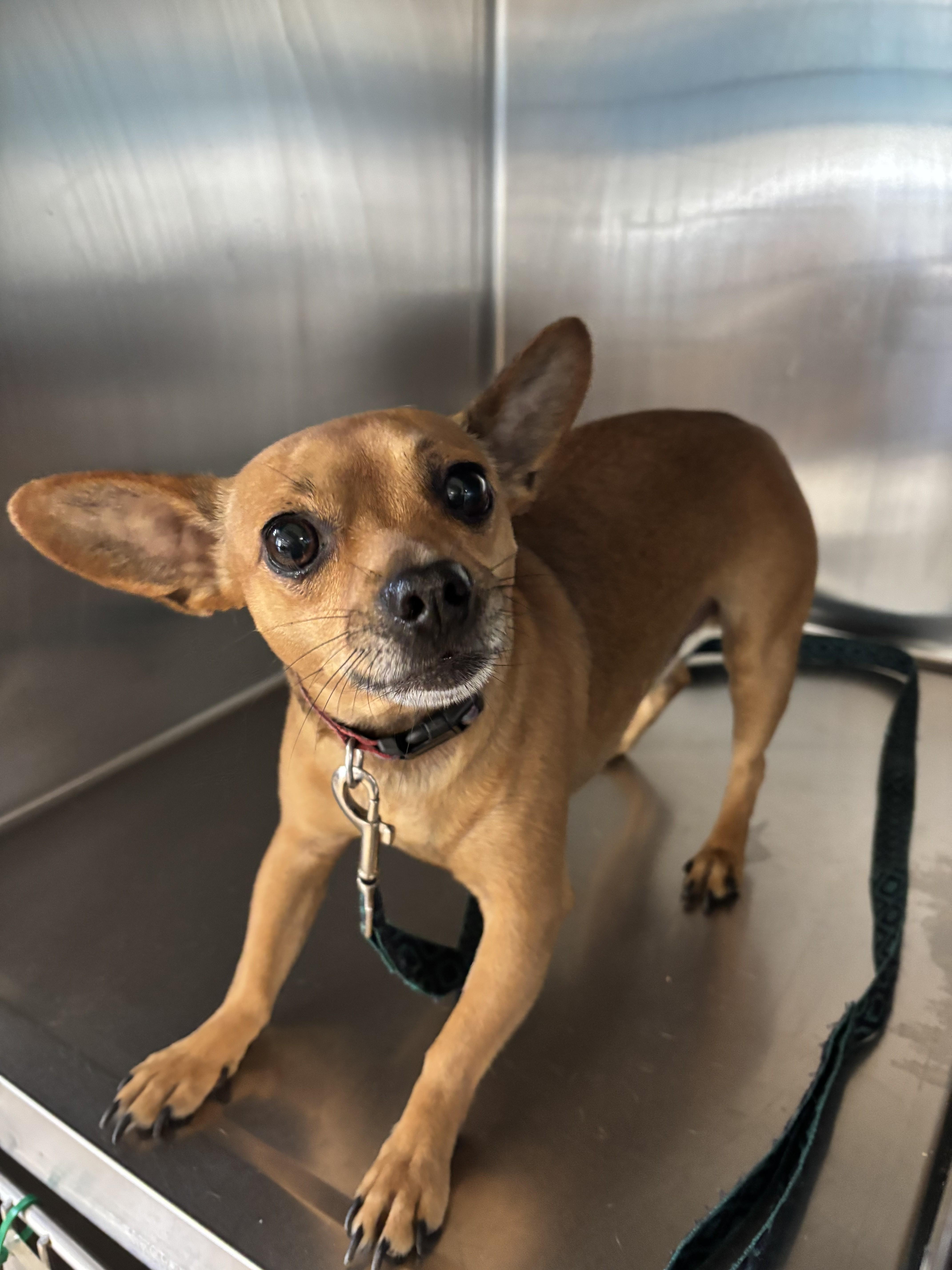 An adult small-sized male Chihuahua dog named Brownie for adoption in San Pedro, CA