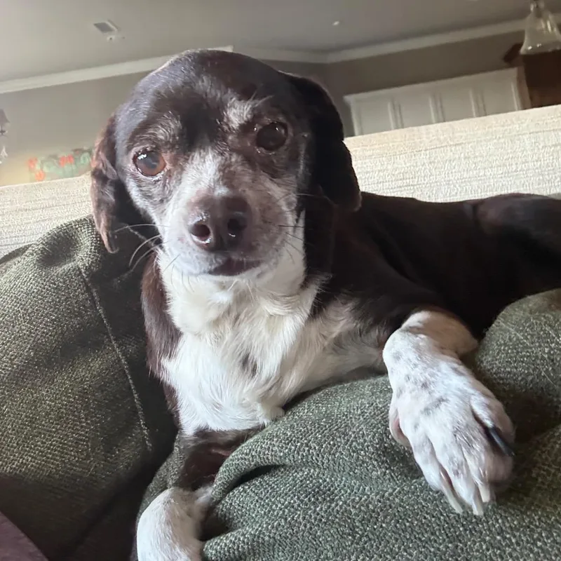 A senior small-sized female Brown / Chocolate Chihuahua dog named Gracie for adoption in Ennis, TX