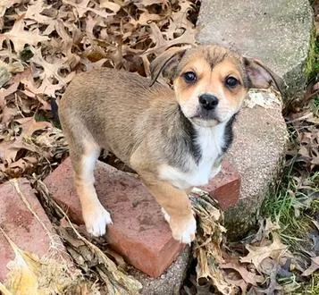 Bonnie Bell thumbnail 2