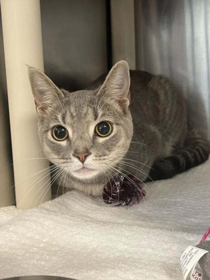A young small-sized female Domestic Short Hair cat named Nori for adoption in Hagerstown, MD