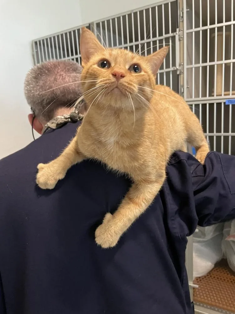 An adult medium-sized male Domestic Short Hair cat named Trouble Puffs for adoption in Ferndale, MI