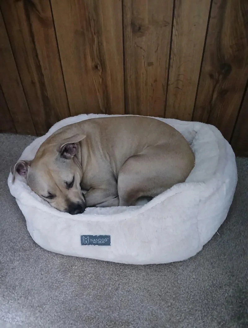 An adult medium-sized female Apricot / Beige Black Mouth Cur dog named Stella for adoption in Warminster, PA