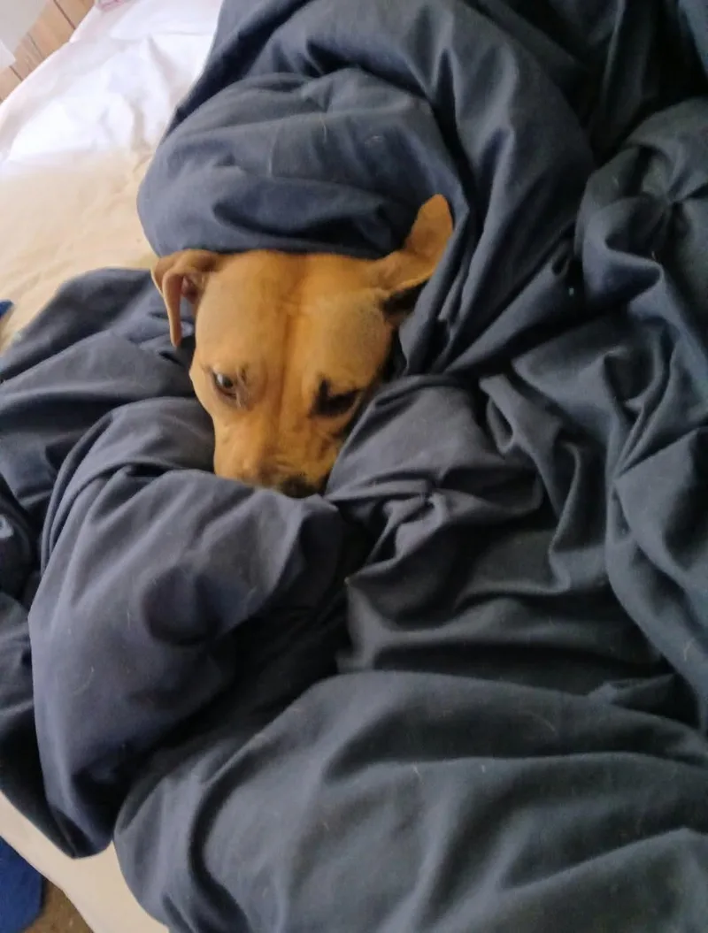 Stella thumbnail 4