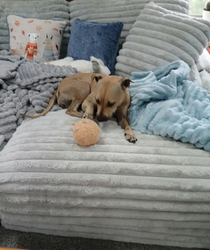 Stella thumbnail 5