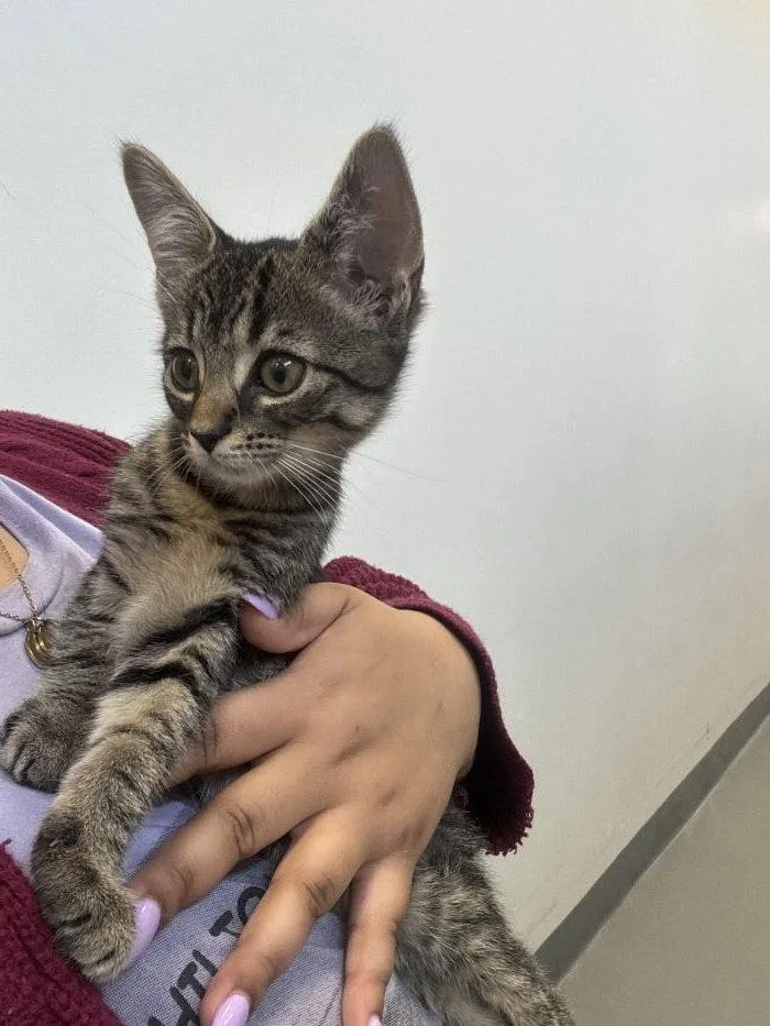 A young small-sized male Domestic Short Hair cat named Alvin for adoption in Hilton Head Island, SC