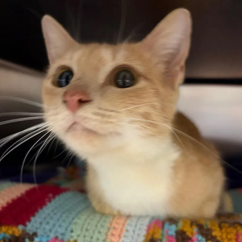 A young medium-sized female Domestic Short Hair cat named Tootsie Roll for adoption in Charlottesville, VA