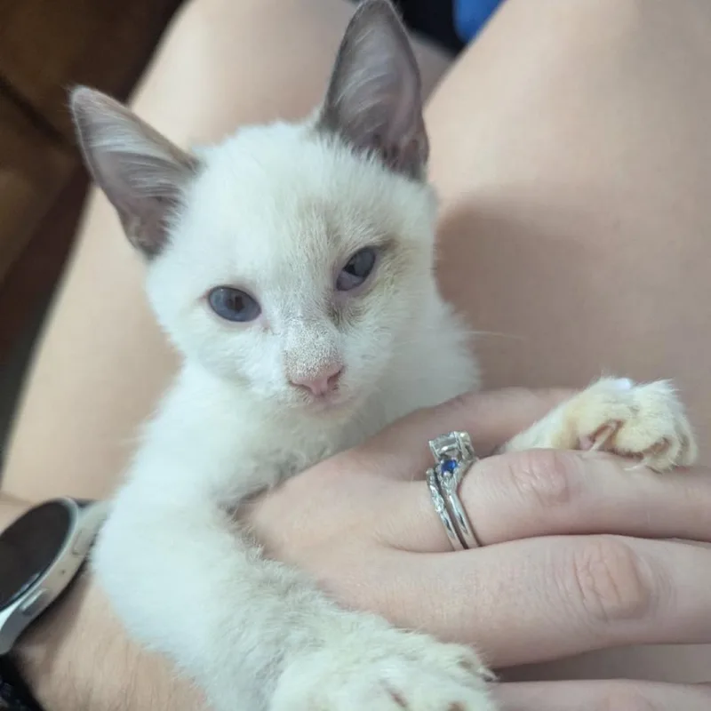 A baby small-sized female Lilac Point Siamese cat named Kyanite for adoption in Westminster, CA