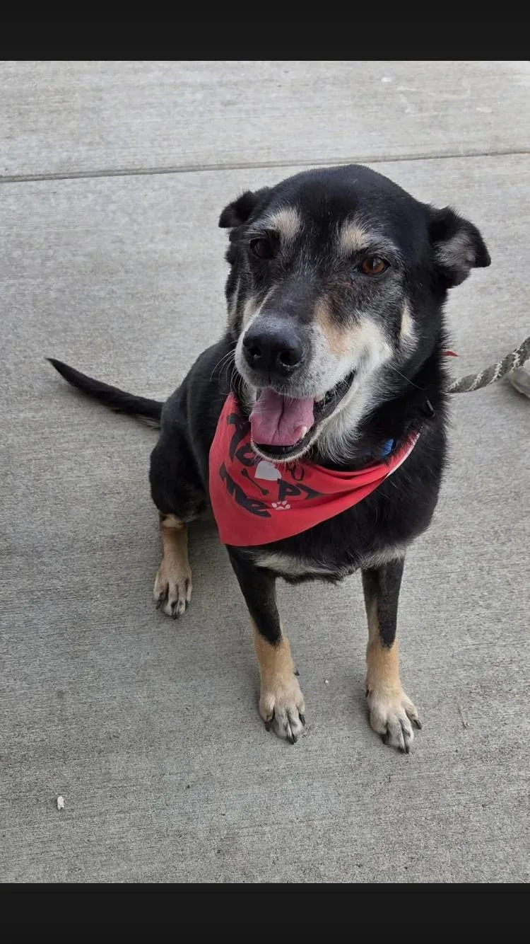 A senior medium-sized male Shepherd dog named Hero for adoption in Paradise, TX