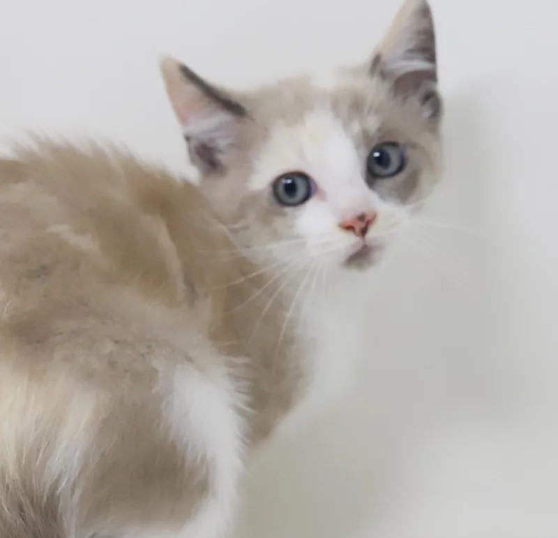A baby small-sized female Ragdoll cat named Sugar Cookies is delightfully for adoption in Bedford Hills, NY