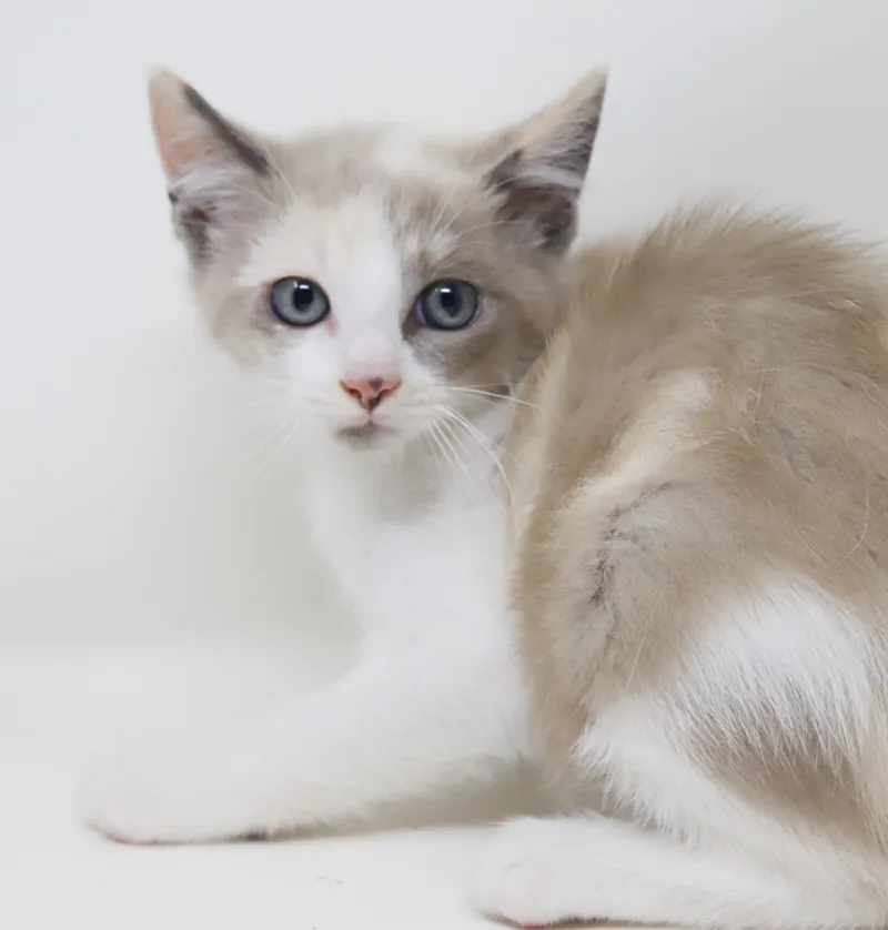 Sugar Cookies is delightfully thumbnail 2