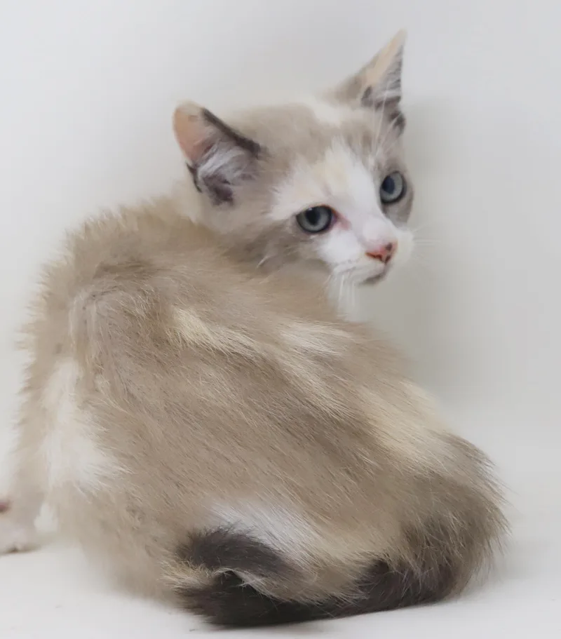 Sugar Cookies is delightfully thumbnail 4