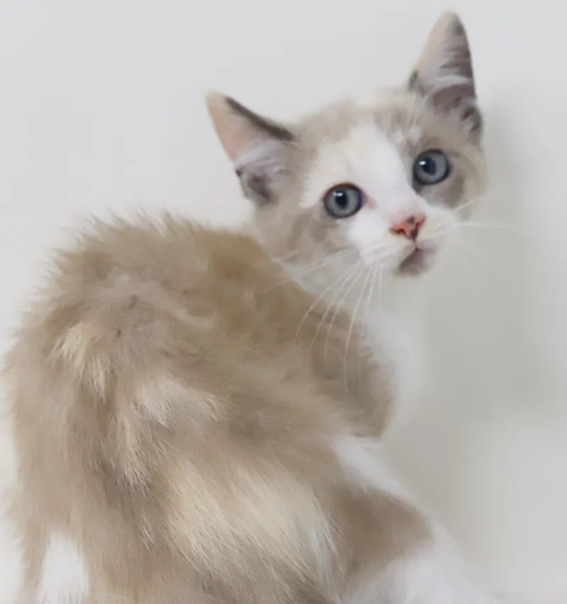 Sugar Cookies is delightfully thumbnail 5