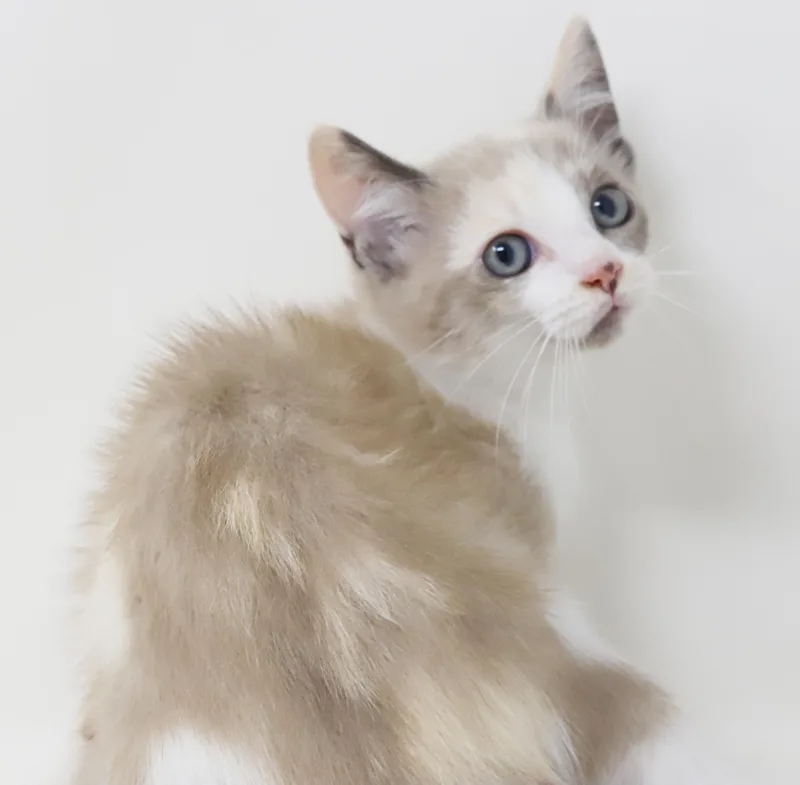 Sugar Cookies is delightfully thumbnail 6