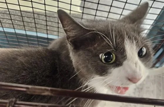 An adult medium-sized female Domestic Short Hair cat named Muneca for adoption in Los Angeles, CA