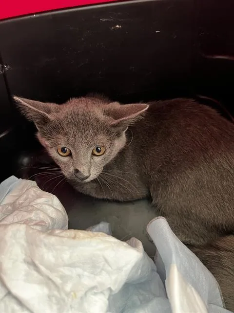 A baby medium-sized male Domestic Medium Hair cat named Kai for adoption in Dallas, TX