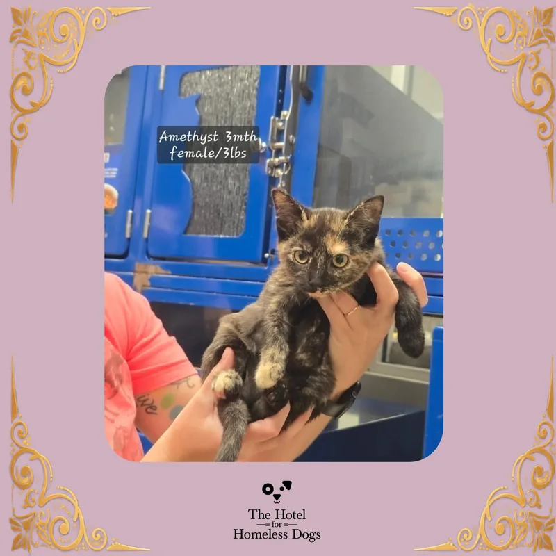 A baby small-sized female Domestic Short Hair cat named Amethyst for adoption in Cumberland, RI