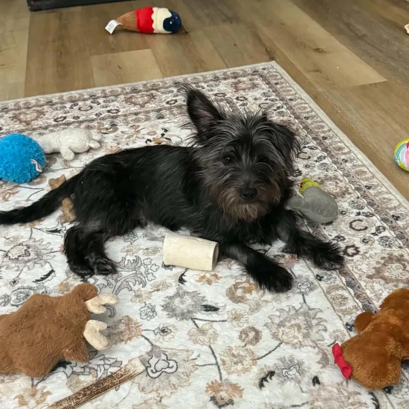 A young small-sized male Black Yorkshire Terrier dog named Huey for adoption in Elizabethtown, PA