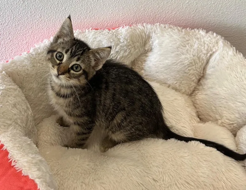 A baby medium-sized female Domestic Short Hair cat named Chipmunk for adoption in Newberg, OR