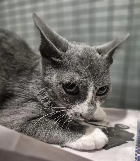 A baby small-sized male Domestic Short Hair cat named Pepper for adoption in San Antonio, TX