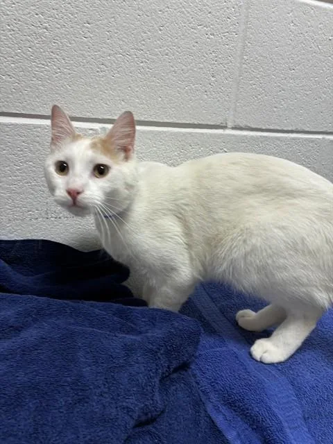 A young medium-sized male Domestic Short Hair cat named Malcolm for adoption in Upper Marlboro, MD