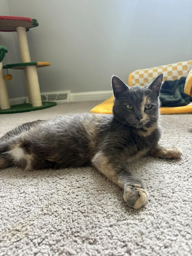 An adult medium-sized female Domestic Short Hair cat named Gloria for adoption in Forest, VA