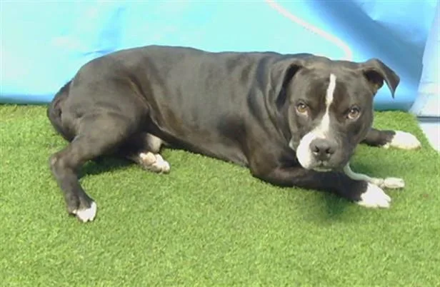 An adult large-sized male Pit Bull Terrier dog named Smokey for adoption in Gardena, CA