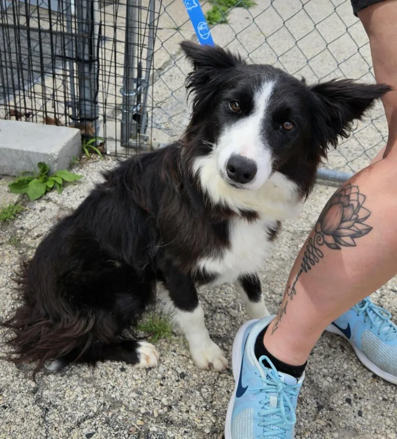 A baby medium-sized female Australian Shepherd dog named May $ for adoption in Milwaukee, WI