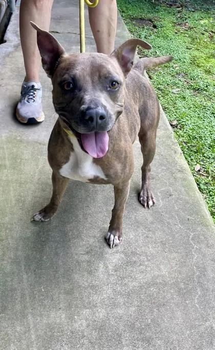 A young medium-sized female Mixed Breed dog named Missdee for adoption in Covington, LA