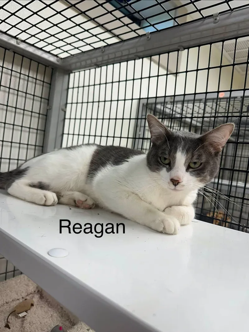 Reagan