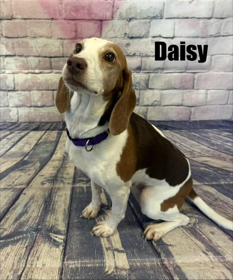 Daisy