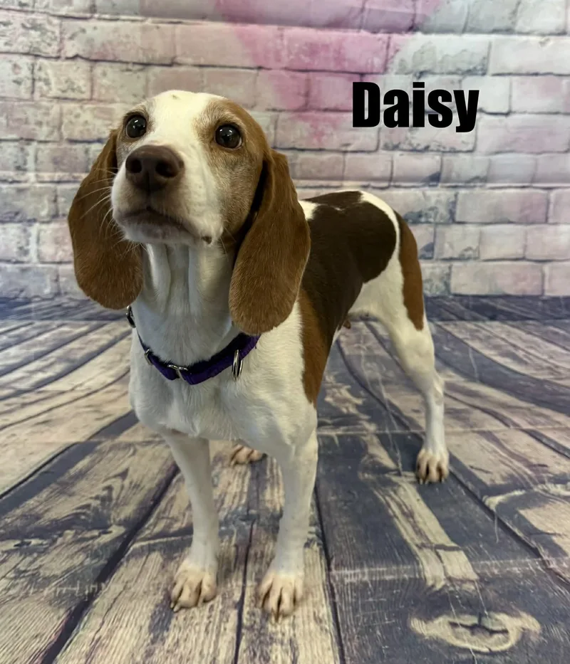 Daisy thumbnail 3