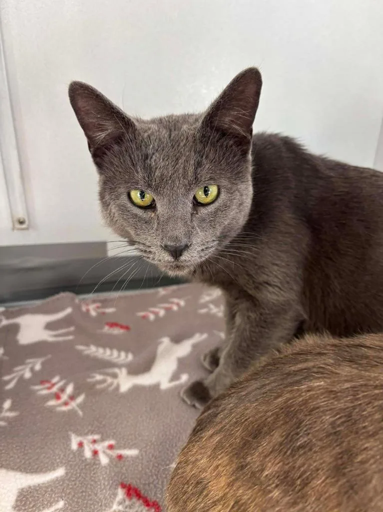 A young medium-sized male Domestic Short Hair cat named Lord Marcus Anderson for adoption in Van Wert, OH
