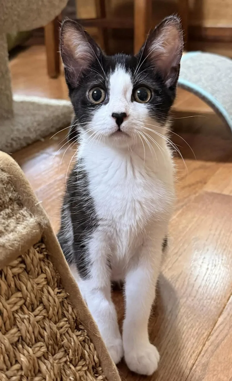 A baby medium-sized female Domestic Short Hair cat named Manchego for adoption in Beacon, NY