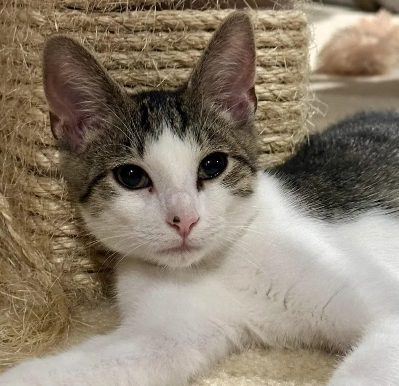 A baby medium-sized male Tabby (Tiger Striped) Domestic Short Hair cat named Bombay & Johnnie for adoption in Lemoyne, PA