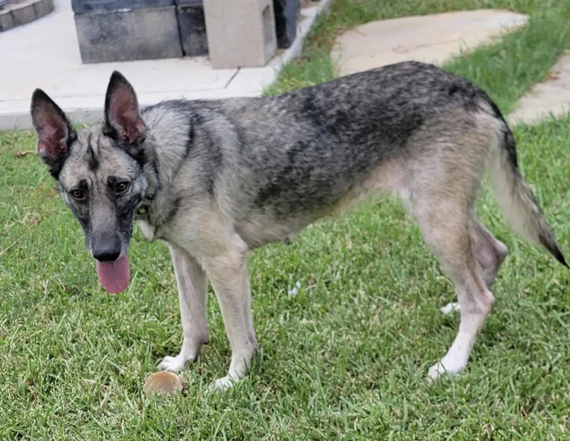 A young large-sized female German Shepherd Dog named Ruby Tuesday for adoption in Dallas, TX